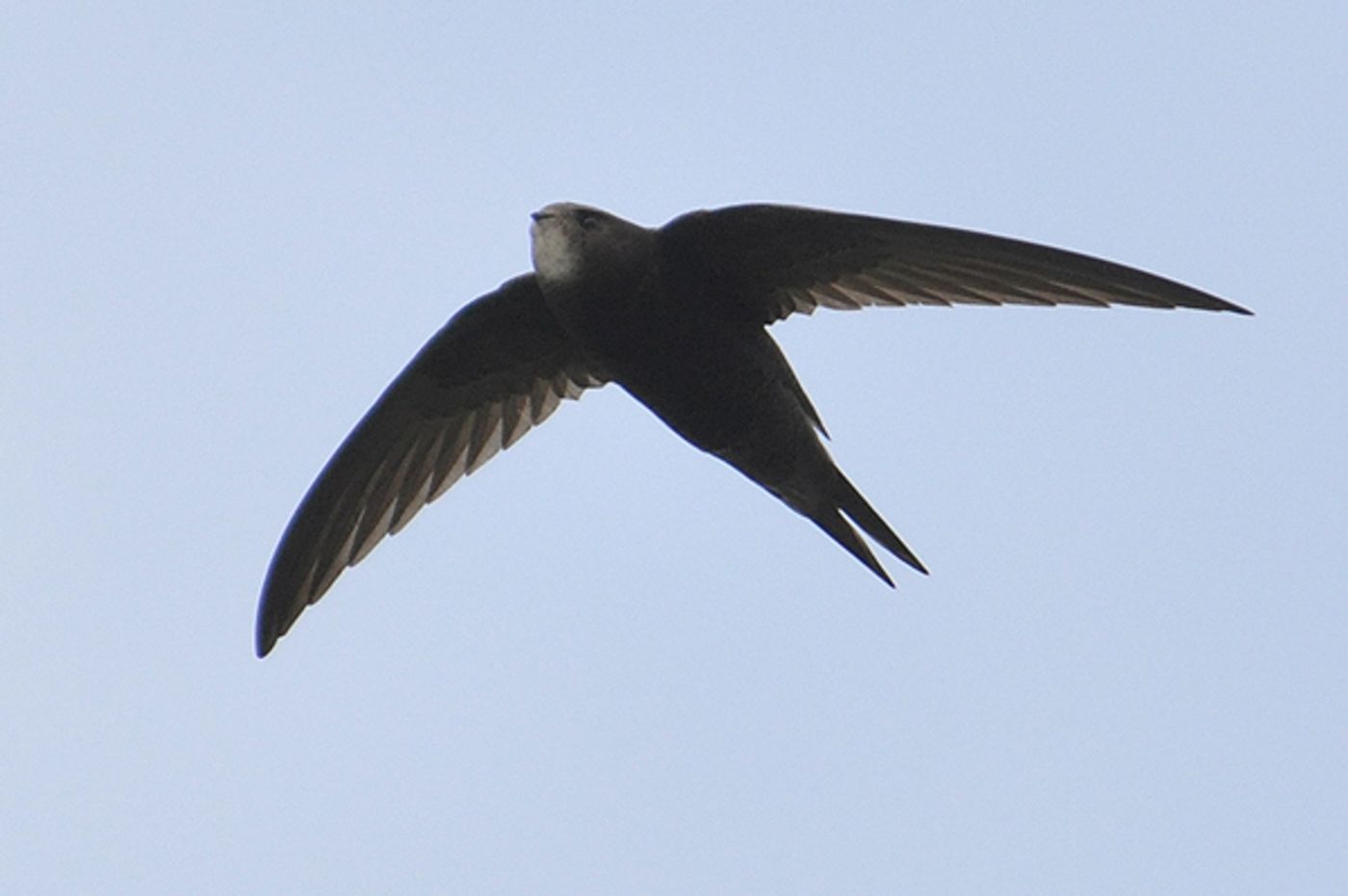 The common swift can stay airborne for 10 months, study finds.