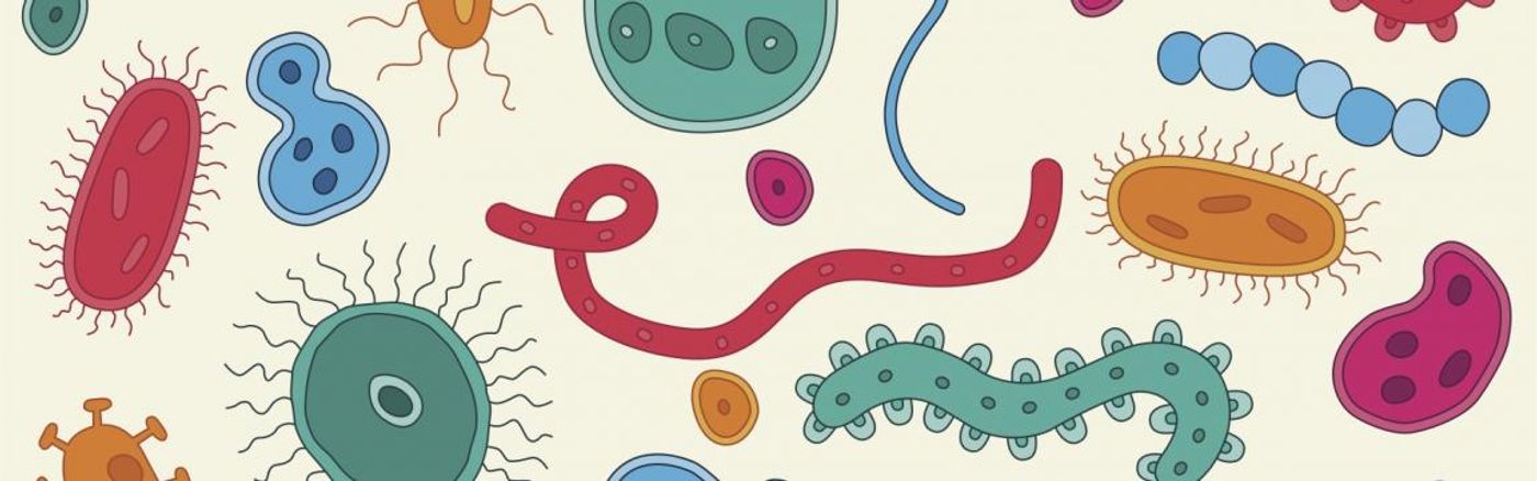 Changes in the gut microbiome can lead to obesity.