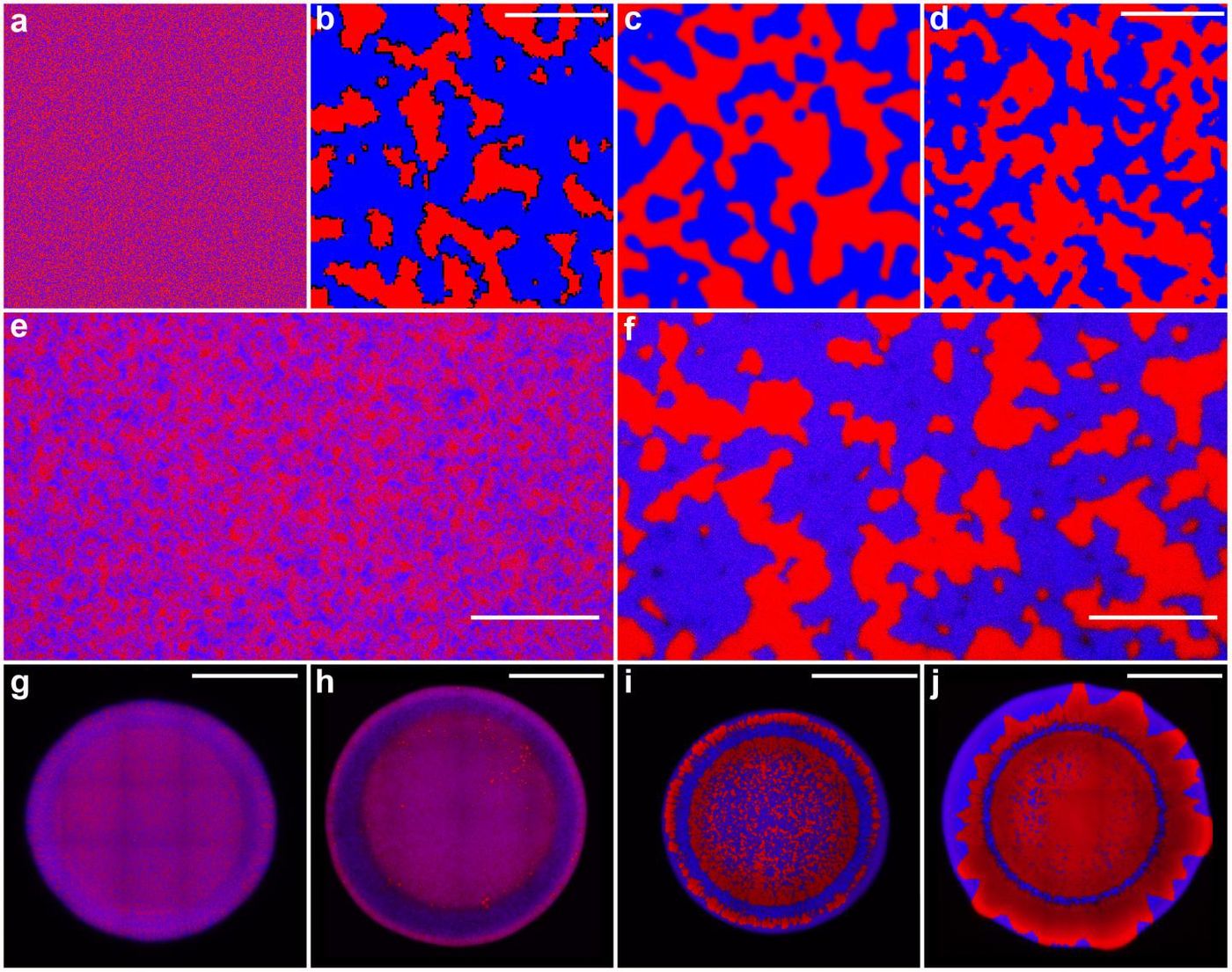 Scientists intermingle two rival bacterial groups stained blue and red and watch as they phase separate by stabbing each other. Before separation, they appear as a purple mass then concentrate into separate territories, where their red and blue colors become visible. Credit: Georgia Tech / Yunker, Hammer, Ratcliff