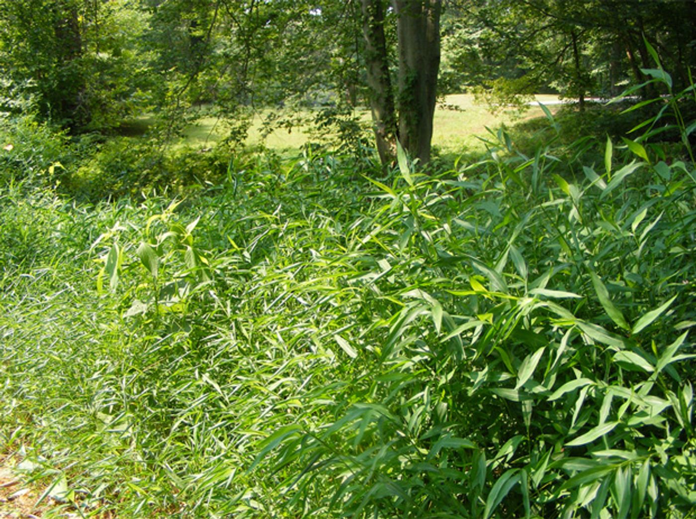 Japanese stiltgrass is difficult to remove once it has invaded a plant community. Photo: WHYY