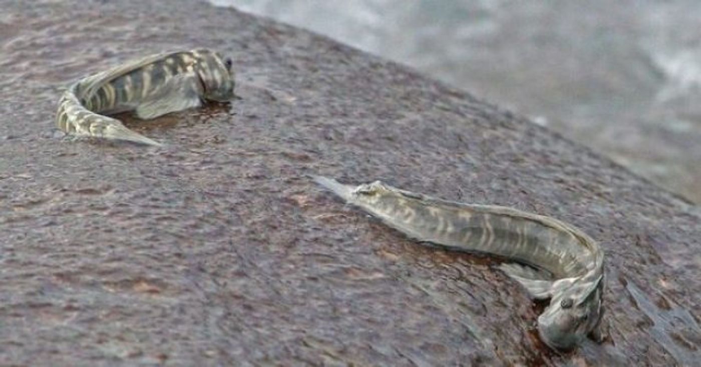 Blennies are finding a way to exist on land instead of in their watery habitat.