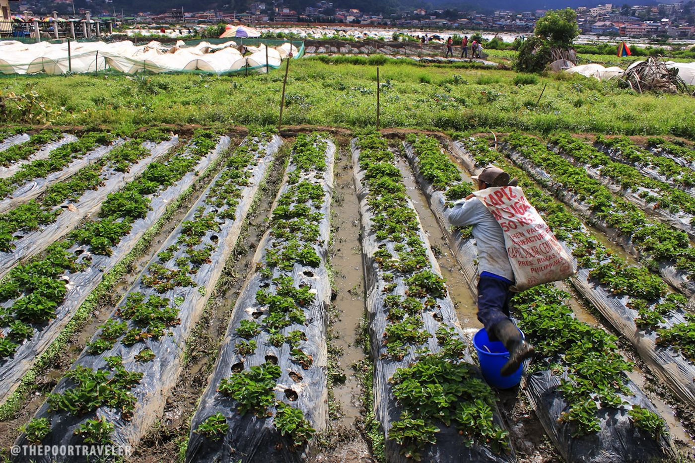 Chlorpyrifos is still used on farms to spray crops such as strawberries, apples, oranges, and broccoli. Photo: The Poor Traveler