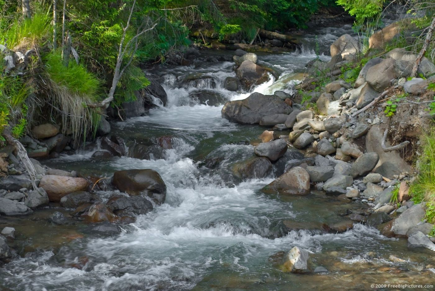 Stream health can tell us about an entire ecosystem. Photo: Livestream