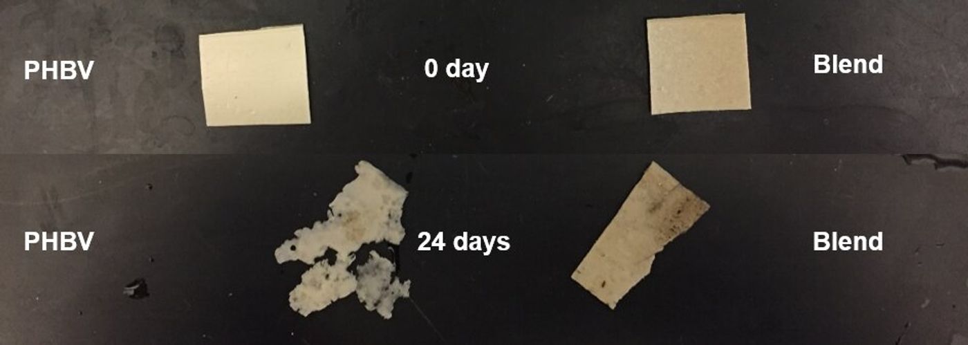 Natural rubber-bioplastic blend showed better stability against degradation (Ohio State U)