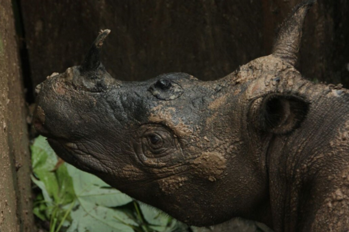After being brought into captivity, a Sumatran Rhino has died, further pushing the species closer to extinction.