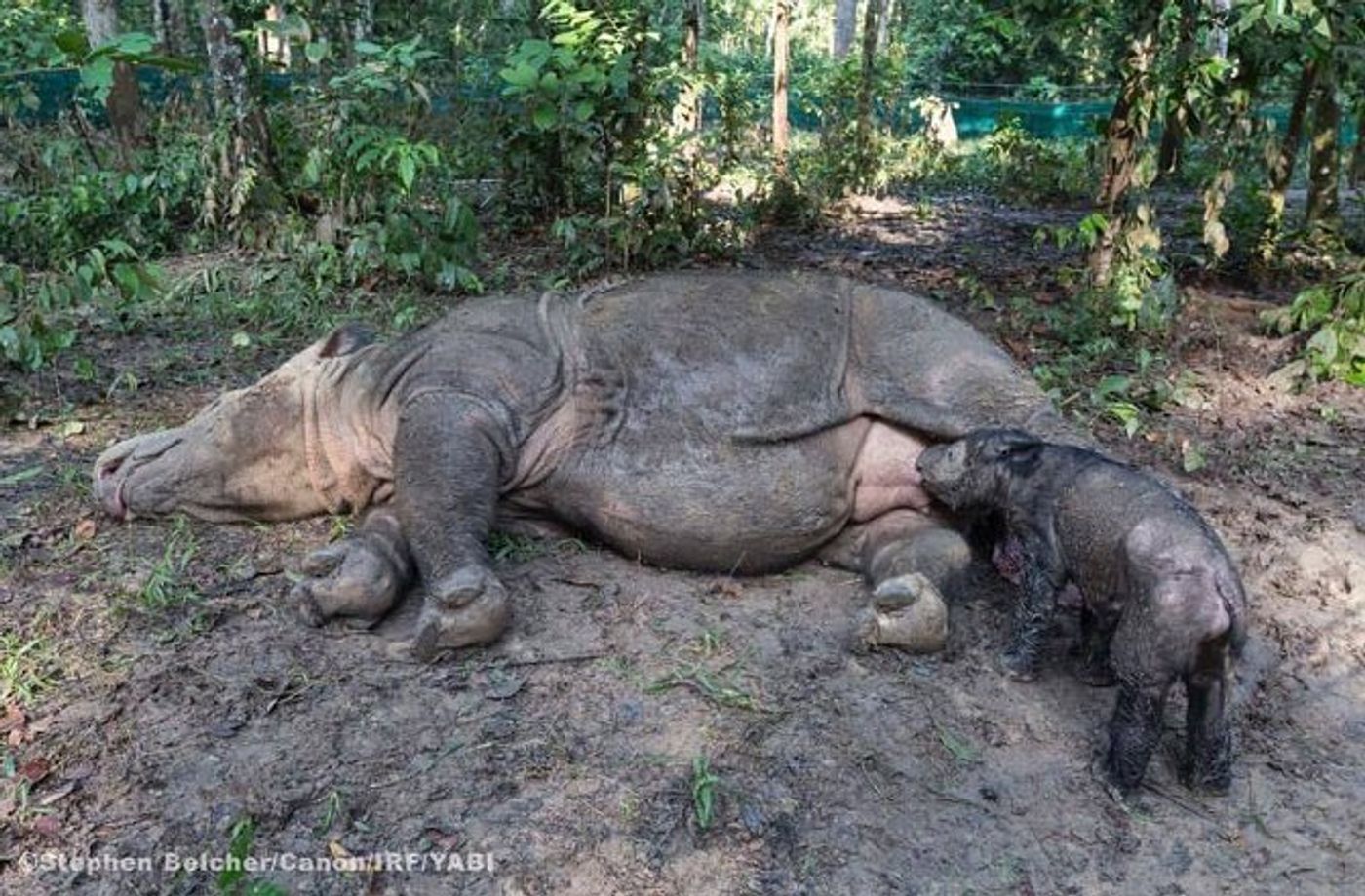 Sumatran Rhino mother lays down with her newly-born calf.