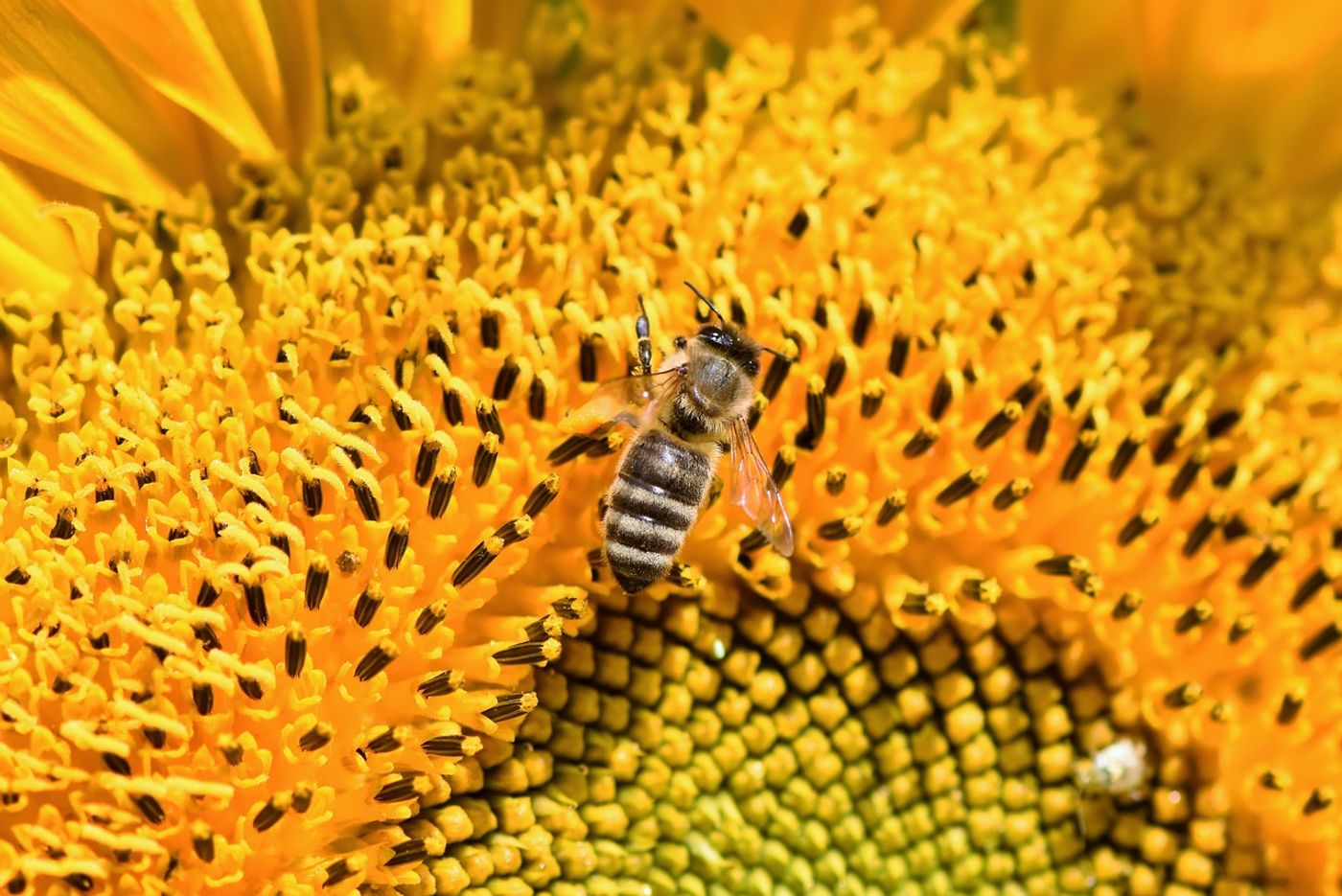 Bees are impacted by pesticides, and future alternatives may not be any better.