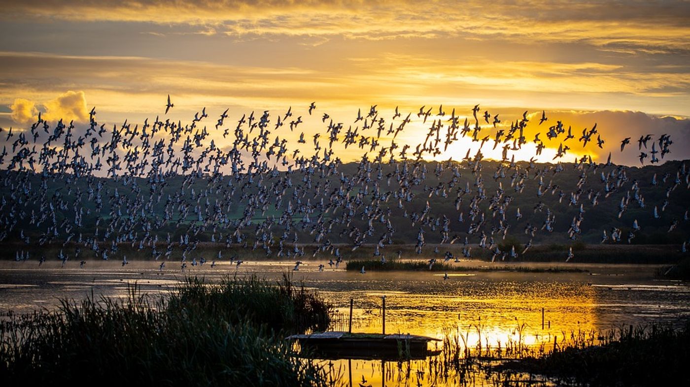 How is it that flocks of birds and schools of fish can move in such large groups without colliding or deviating off their course?