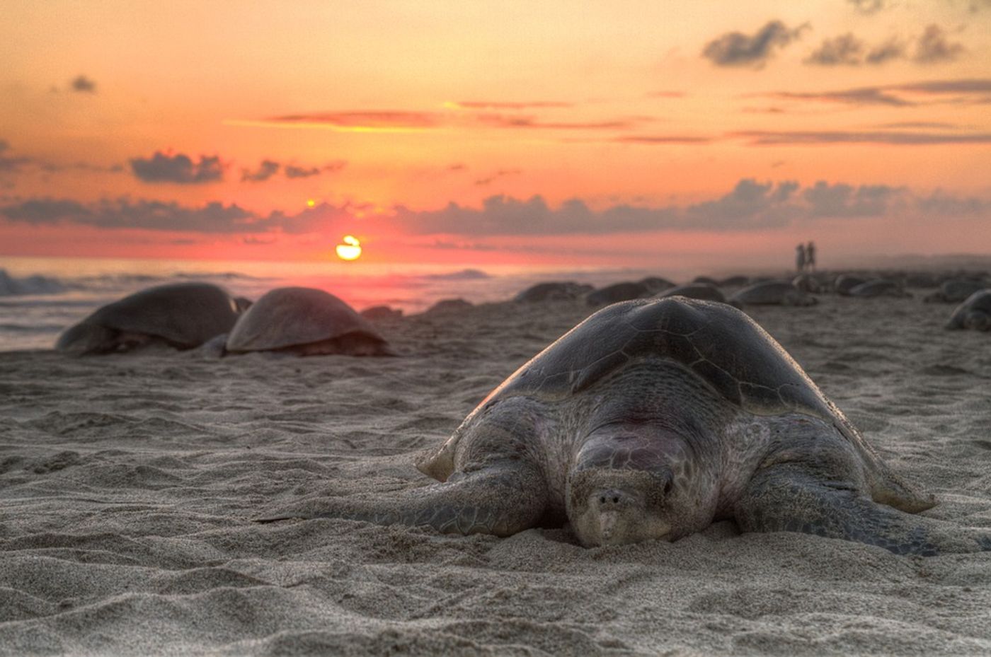 Many sea turtles are endangered animals, but volunteers are doing their best to protect stranded animals following a tsunami strike in Indonesia.