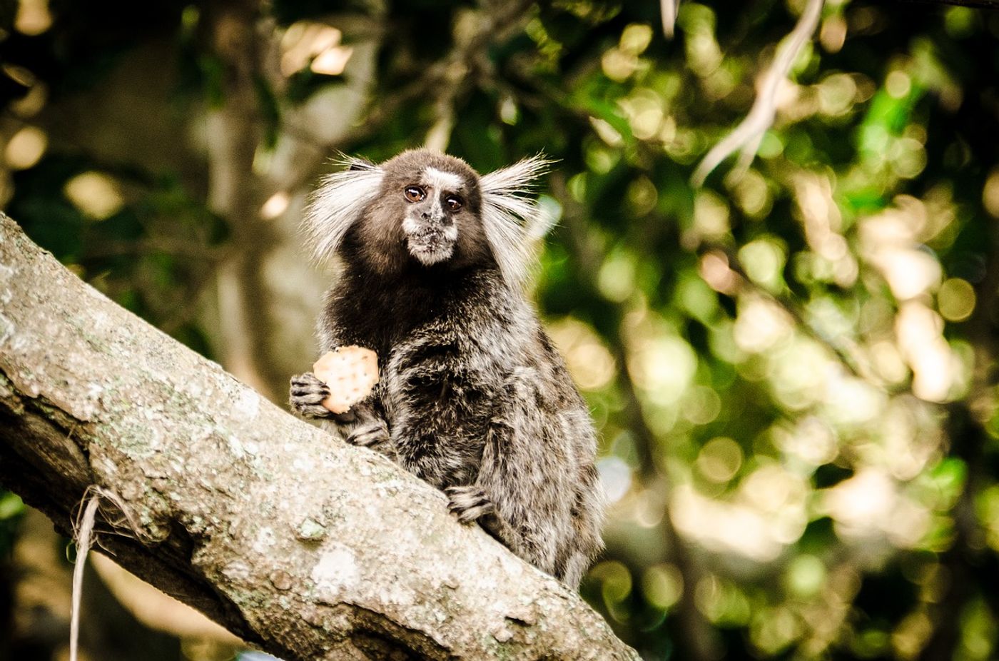 Attentive marmoset fathers are essential for infant survival, study shows.