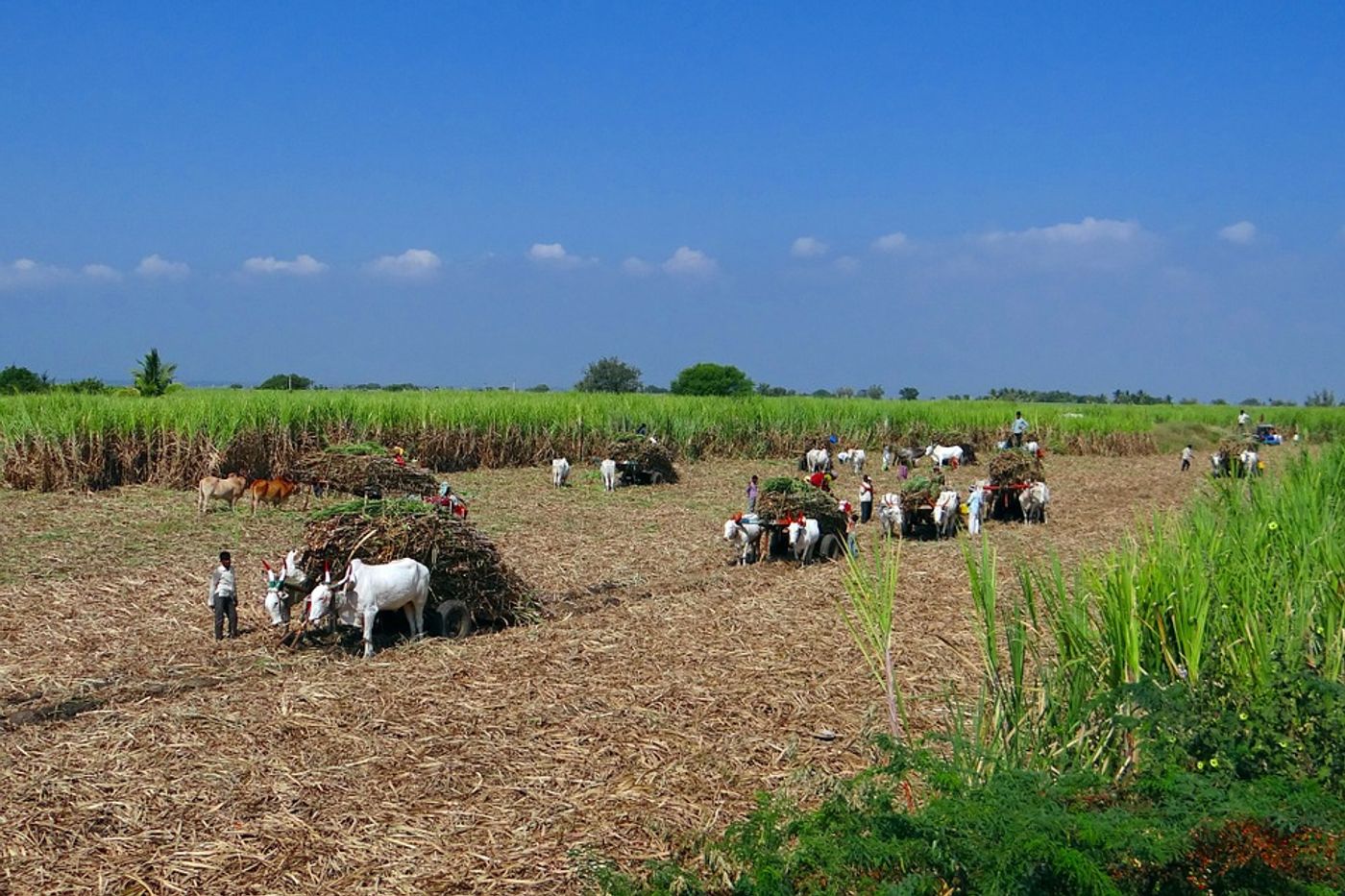 Sugarcane bagasse, a by-product of sugarcane, is commonly used as biomass for energy production. Photo: Pixabay