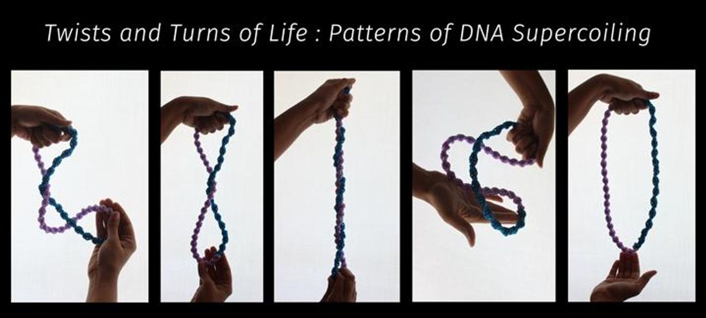 "An artistic rendering of DNA supercoiling/"