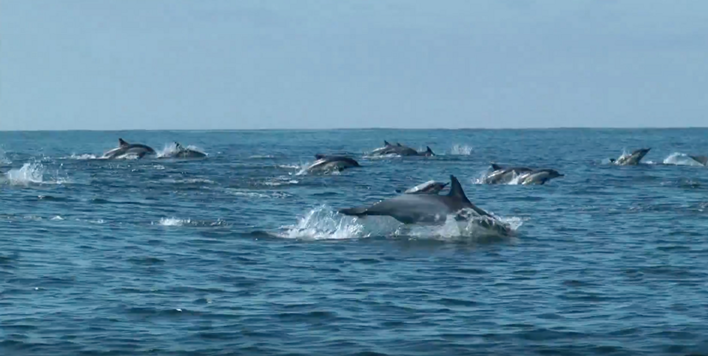 Scientists looked at dolphin skin cells to determine food chain length. Photo: Ric O'Barry's Dolphin Project