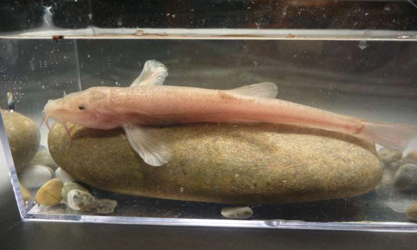 The newly-discovered European cave fish is a first for Europe.