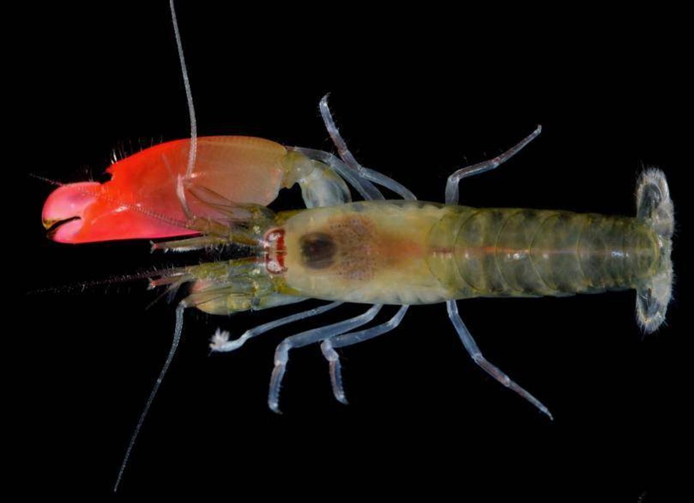 The new species of pistol shrimp that has been named after the band Pink Floyd.