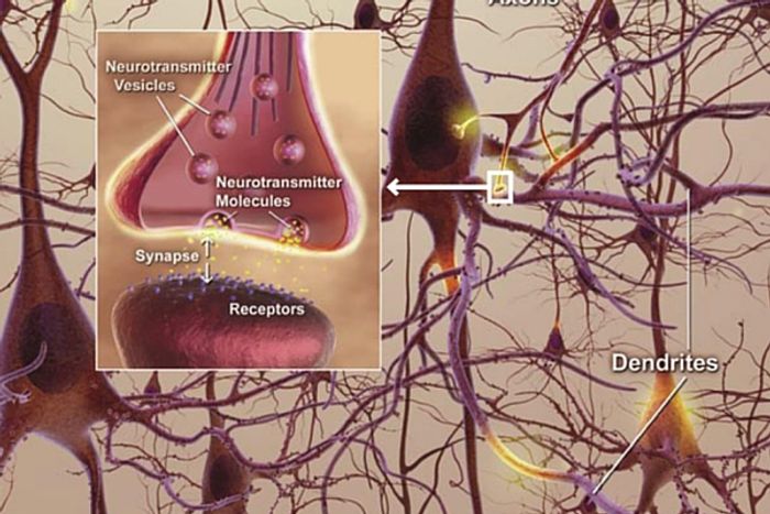Synapses are the transmission areas of the brain
