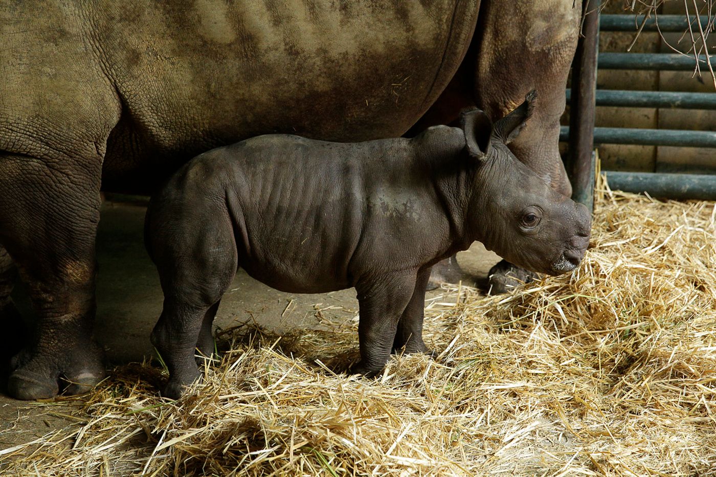 Oban is seen here with his mother, Donsa.