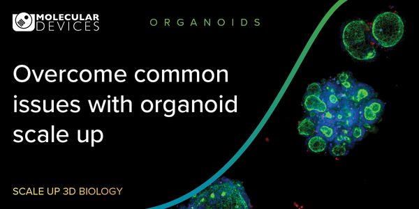 Scaling Up Organoid Research: A New Approach with Assay-Ready Organoids