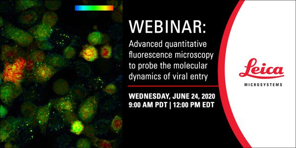 Advanced quantitative fluorescence microscopy to probe the molecular dynamics of viral entry.