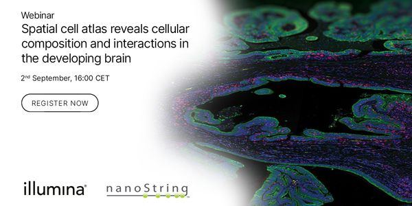 Whole transcriptome in situ cell atlas reveals cellular composition and interactions in the developing human brain