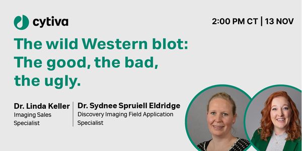 The wild Western blot: The good, the bad, and the ugly