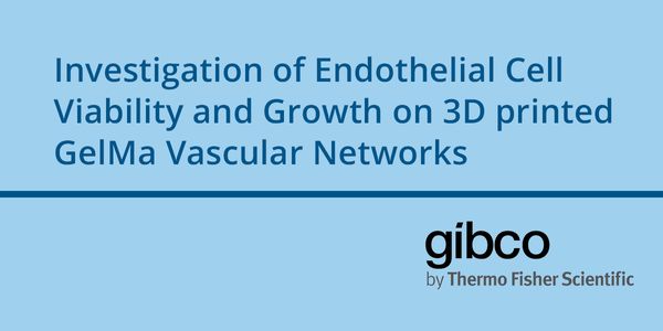 Investigation of Endothelial Cell Viability and Growth on 3D printed GelMa Vascular Networks