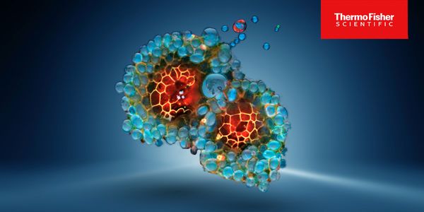 Engineering patient-derived tumoroids to enable high-throughput screening for immuno-oncology workflows