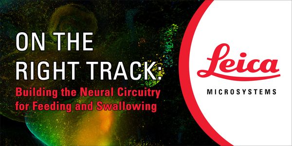 On the right track: building the neural circuitry for feeding and swallowing