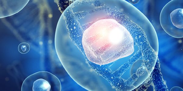 3-D Organoid Models for Differentiation of PSC-Derived Dopaminergic Neurons