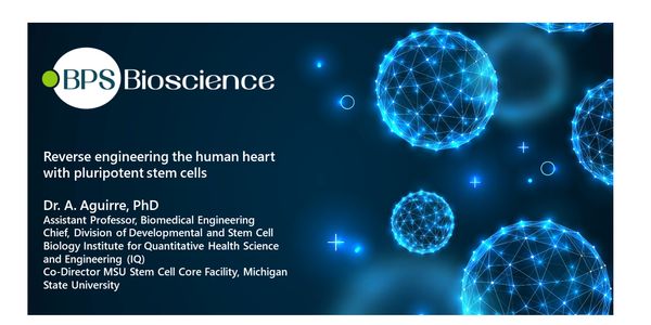 Reverse engineering the human heart with pluripotent stem cells