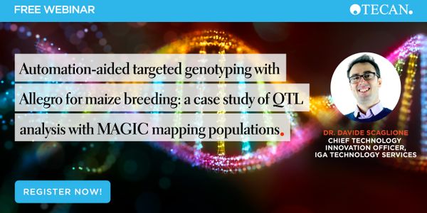 Automation-aided targeted genotyping with Allegro for maize breeding: a case study of QTL analysis with MAGIC mapping populations