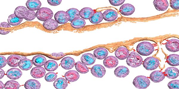 Hands-on Tutorial:  Workflow Advances for Whole Cell Correlative Cryo-Microscopy