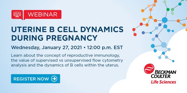 Uterine B cell dynamics during pregnancy - Immune regulation of the placenta