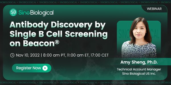 Antibody Discovery by Single B Cell Screening on Beacon®