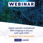 Highly specific multiplexed RNA imaging in tissues with split-FISH