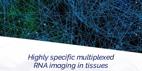 Highly specific multiplexed RNA imaging in tissues with split-FISH