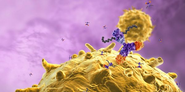 Establishing a robust 37-marker mass cytometry assay for deep single-cell immune profiling of whole blood