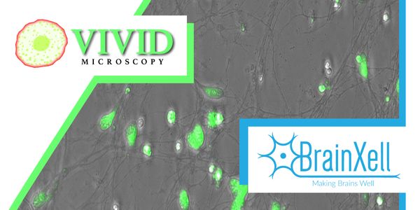Introduction of a New Thiol-based Fluorescent Indicator to Assess Cellular Health Using Induced Pluripotent Stem Cell Derived Neurons