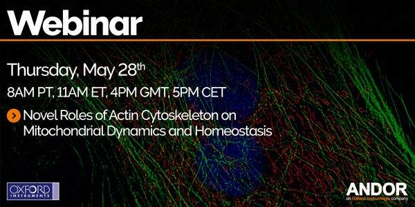 Novel Roles of Actin Cytoskeleton on Mitochondrial Dynamics and Homeostasis