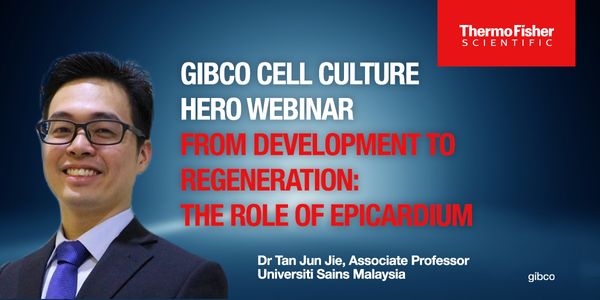 Gibco Cell Culture Hero Webinar: From Development to Regeneration: The Role of Epicardium
