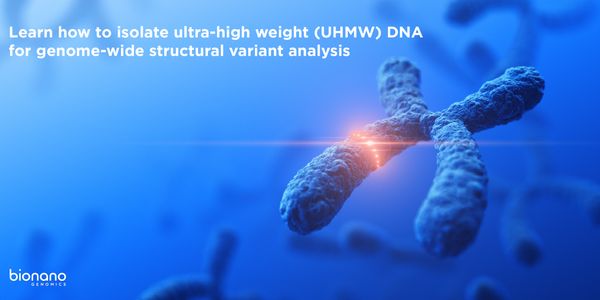 Isolating Ultra-high Molecular Weight (UHMW) DNA for Genome-wide Structural Variant Analysis