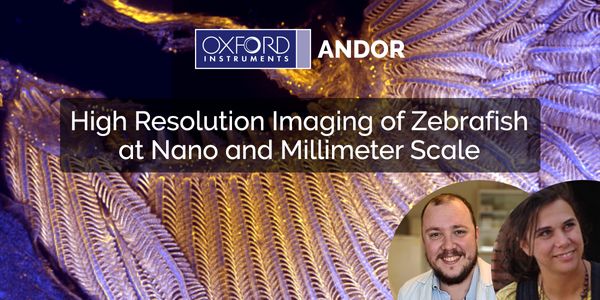 High Resolution Imaging of Zebrafish at Nano and Millimeter Scale