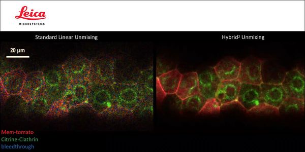 Adding Dimensions to Multiplex Molecular Imaging