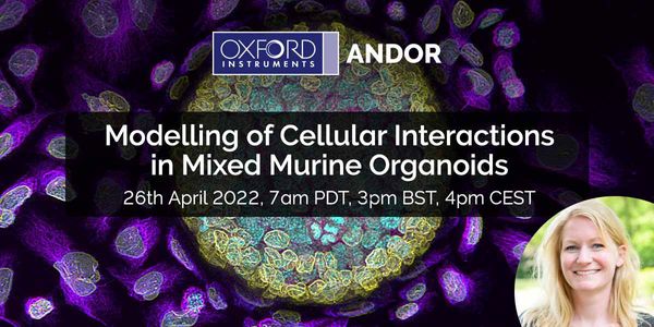 Modelling of cellular interactions in mixed murine organoids