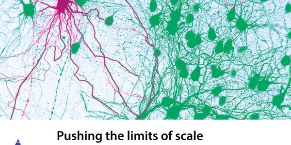 Learning to aggress: from complex social behavior to whole brain light sheet microscopy