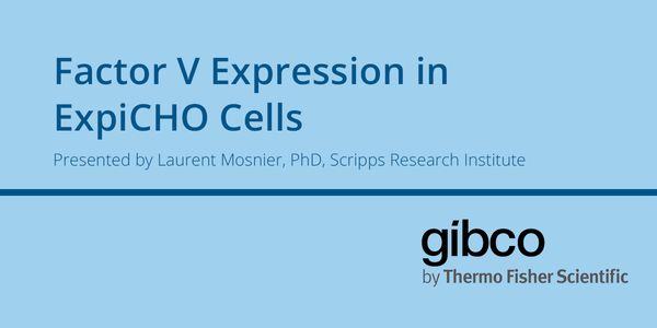 Factor V Expression in ExpiCHO Cells