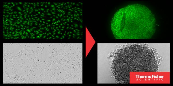 Interrogating 3D spheroid versus 2D monolayer cell models in drug discovery using cell health microplate assays