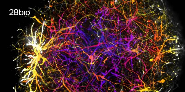 Functional Neural Activity as a Predictor of CNS Toxicity Across Modalities
