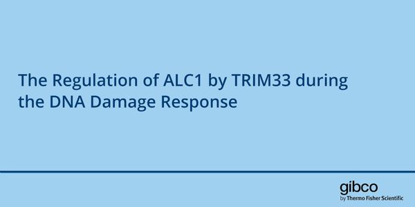 The Regulation of ALC1 by TRIM33 during the DNA Damage Response