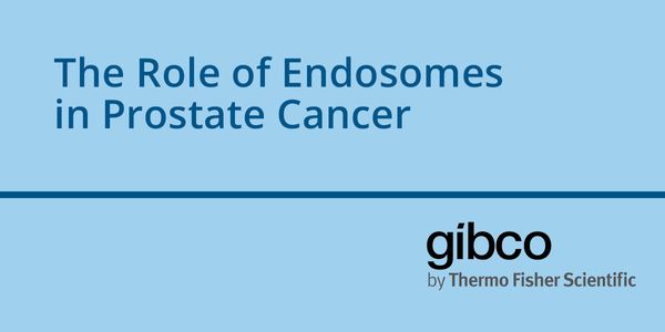 The Role of Endosomes in Prostate Cancer